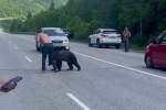 Медведь попытался украсть тапки россиянина и попал на видео