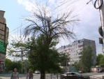Калужанам объяснили, куда пожаловаться на аварийное дерево