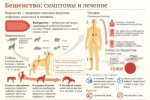 Калужанам рассказали, что необходимо знать о бешенстве