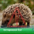 Калужанам напомнили, чем чревато желание погладить ежа