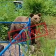 Фейком оказались сообщения о медведе на кладбище в Калужской области