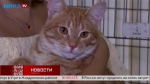 «Живая среда». Рыжий котик Жоффрей ищет новый дом