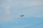  Red Wings  
