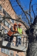 До конца года в Калуге спилят 1,3 тысячи засохших деревьев