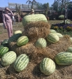 Калужский арбуз стал победителем всероссийского агробаттла