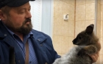 Похищенного кенгуренка вернули в парк птиц «Воробьи»