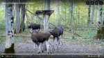 Лосиное семейство попало в фотоловушку в калужском заповеднике