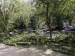 В Калуге из-за шквалистого ветра упали три дерева
