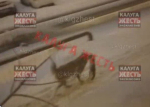 Ад на Карачевской: стая ночных псов-убийц с трупом в зубах попала на видео в Калуге