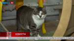 Кошка Фаттория готова послужить «плюшевым антистрессом» для доброго хозяина