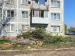 В Воротынске спилили несколько деревьев