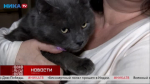 Спокойный и ласковый кот-интеллигент ищёт дом