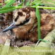 В калужском лесу замечены птенцы вальдшнепа