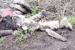 Минобороны показало гниющие под открытым небом тела солдат ВСУ в Курской области